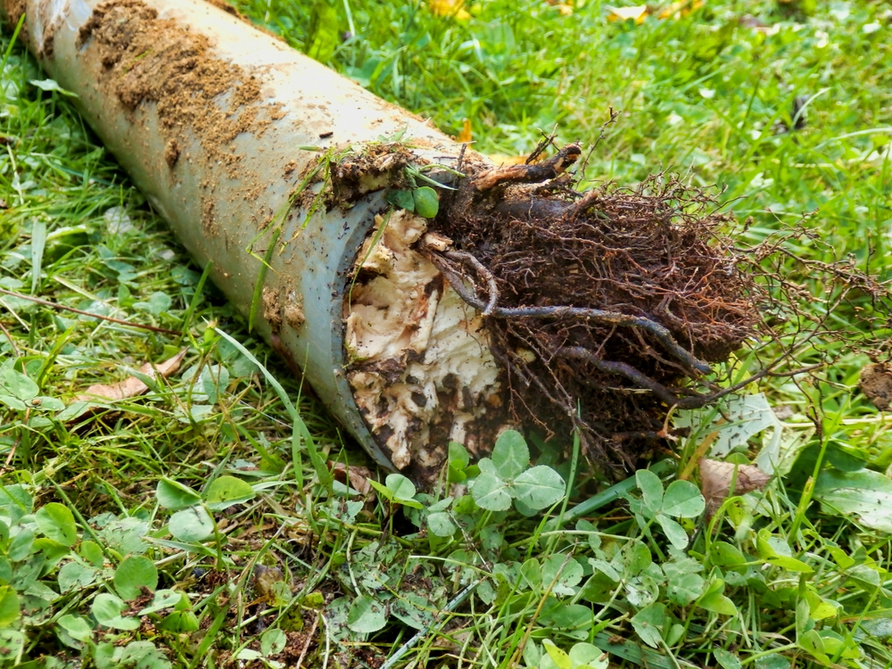 Tree roots breaking into a septic pipe in Upstate South Carolina